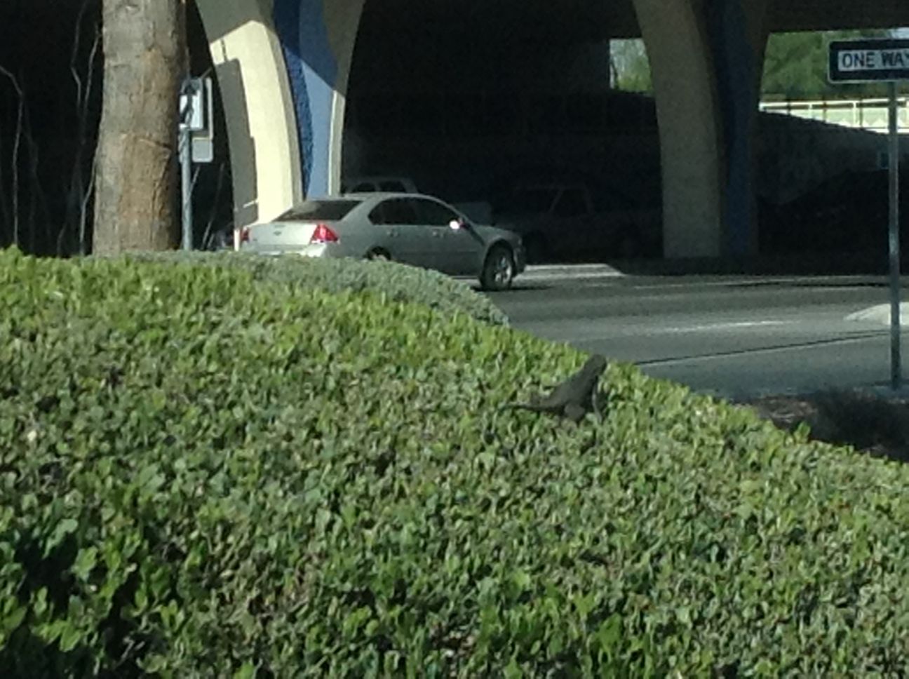 Lizard